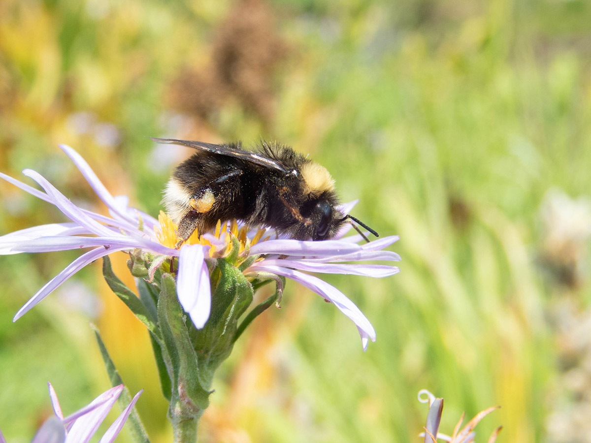 A large bumble bee atop an aster’s faintly purple flower.