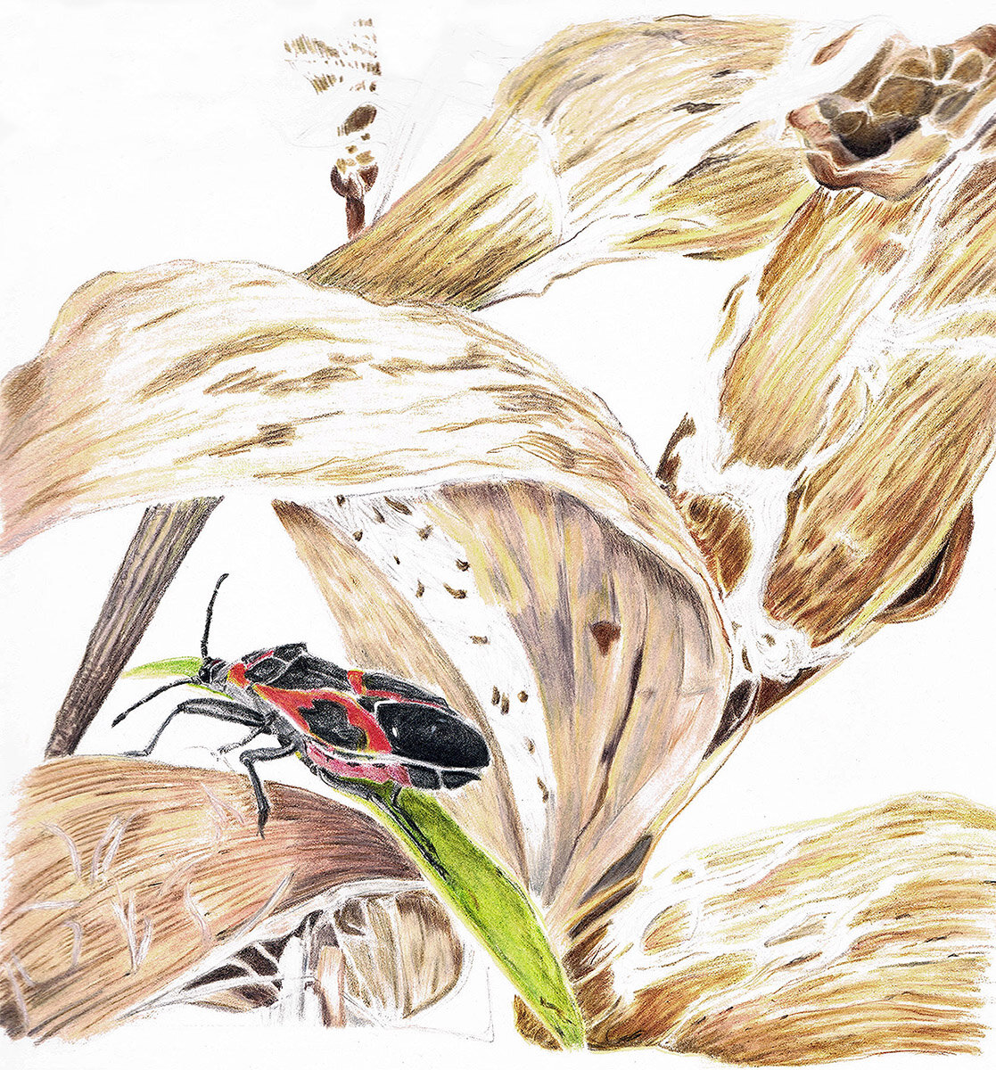 Colored-pencil style drawing of brown dried milkweed pods and a large milkweed bug