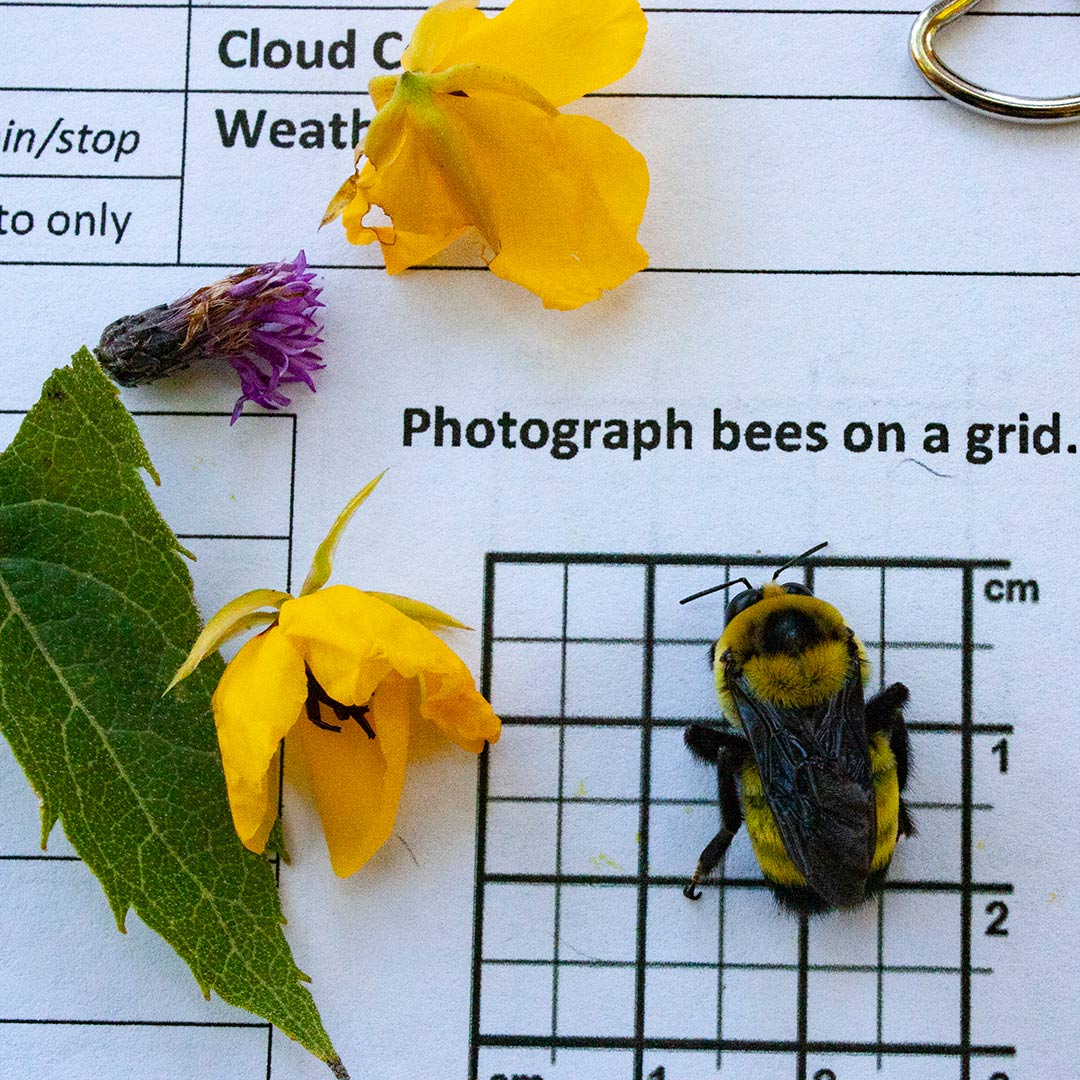 A black-and-gold bumble bee temporarily frozen and sitting on a Bumble Bee Atlas worksheet