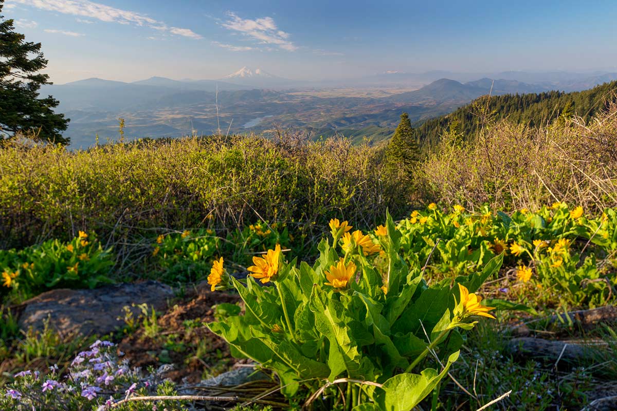 A small plant with yellow flowers, atop a hill in the Cascade-Siskiyou National Monument, with a whole landscape of trees, rivers and mountains in the background.