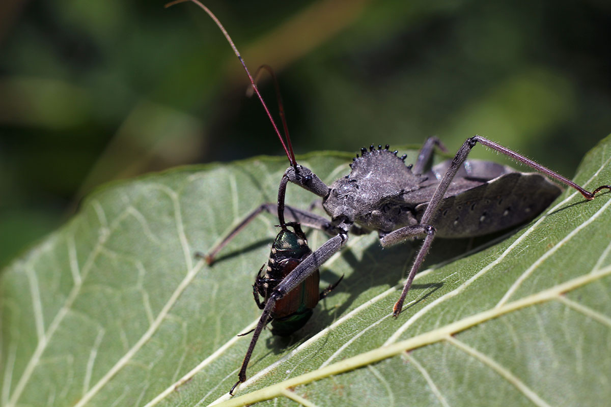 A large assassin bug eating a beetle