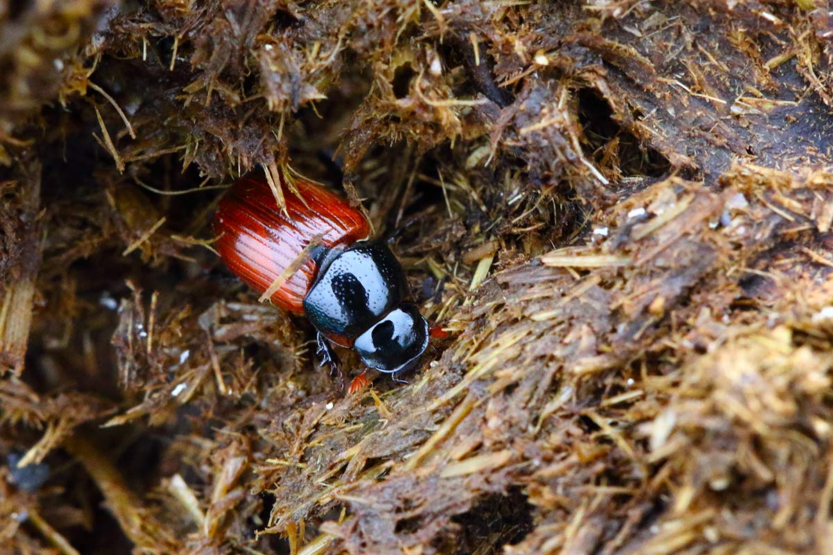 A small beetle with a shiny black head and thorax, and bright red antennae and elytra.