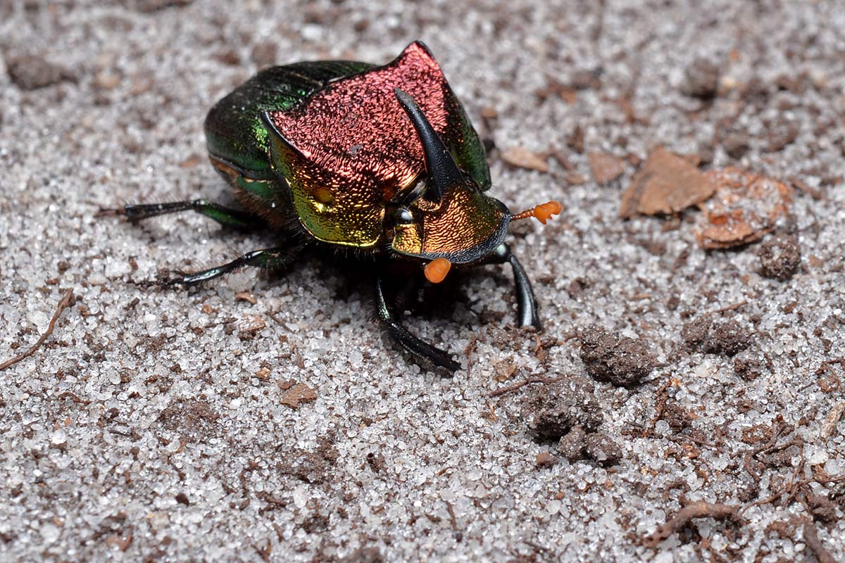 A glittering beetle, with colors ranging from orange to purple to green. It had one large backwards facing horn on its head, and two ridges on its back.