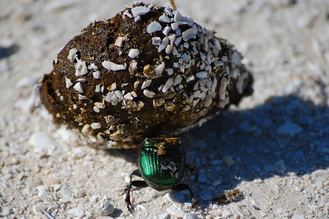 Iridescent dung beetle pushing a chunk of dung much larger than its body