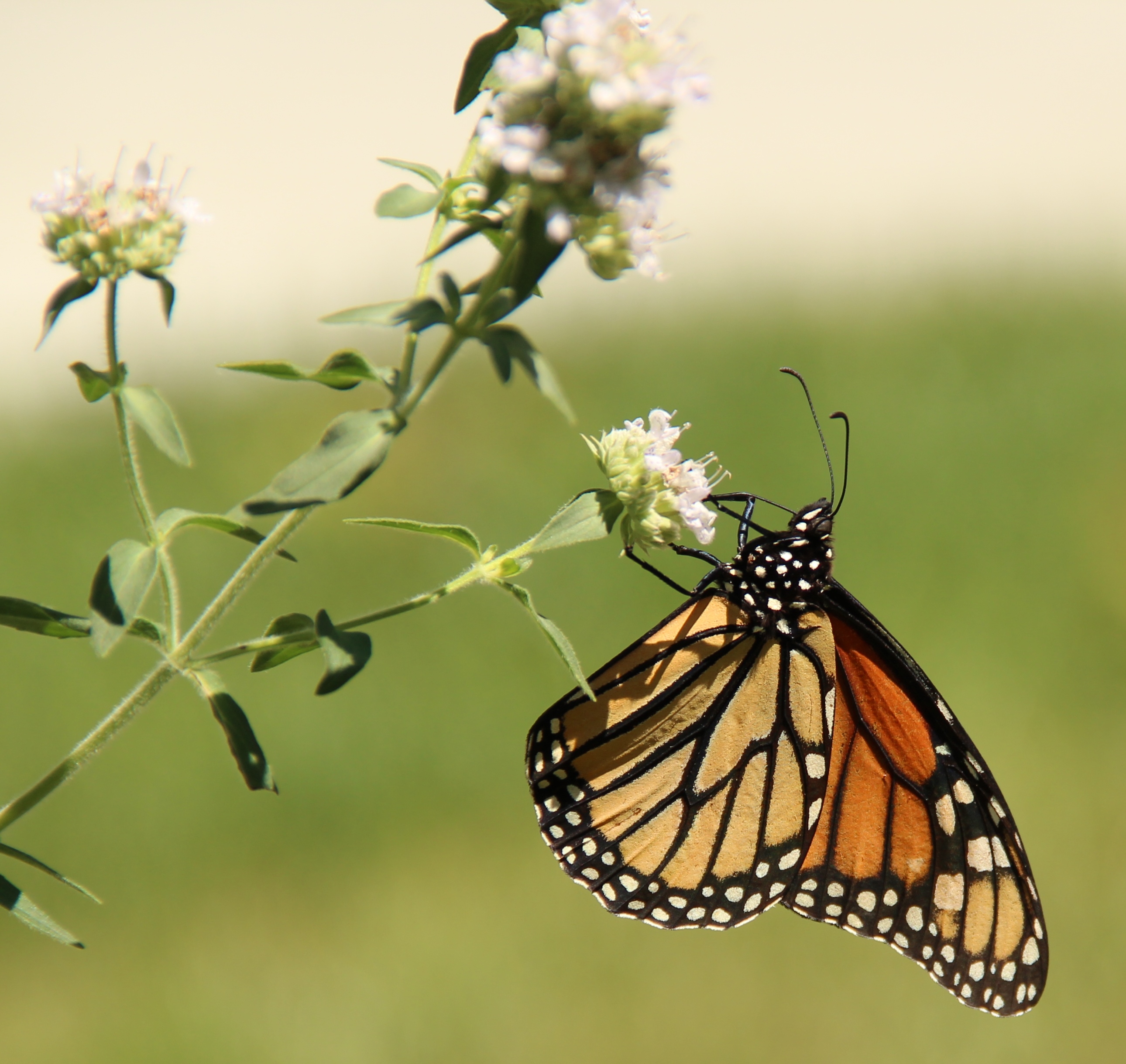 Agapostemon male bee on a New England aster flower