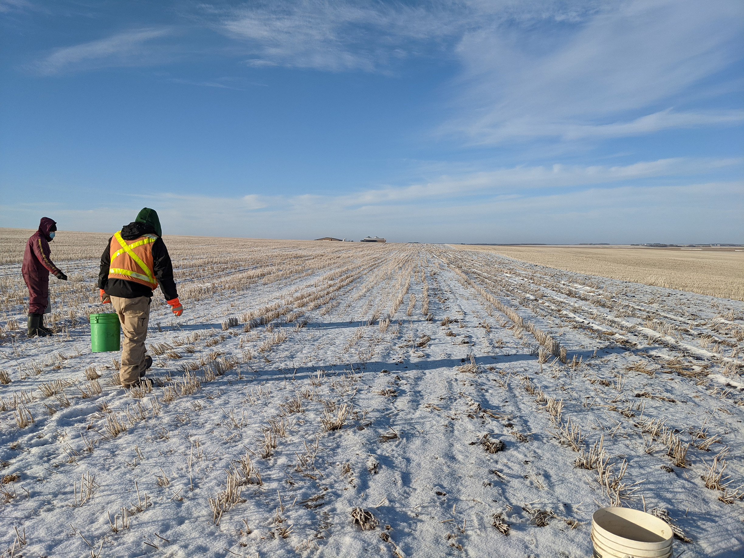 Well wrapped against the winter weather, two people walk across a snow-covered field of stubble scattering wildflower seed