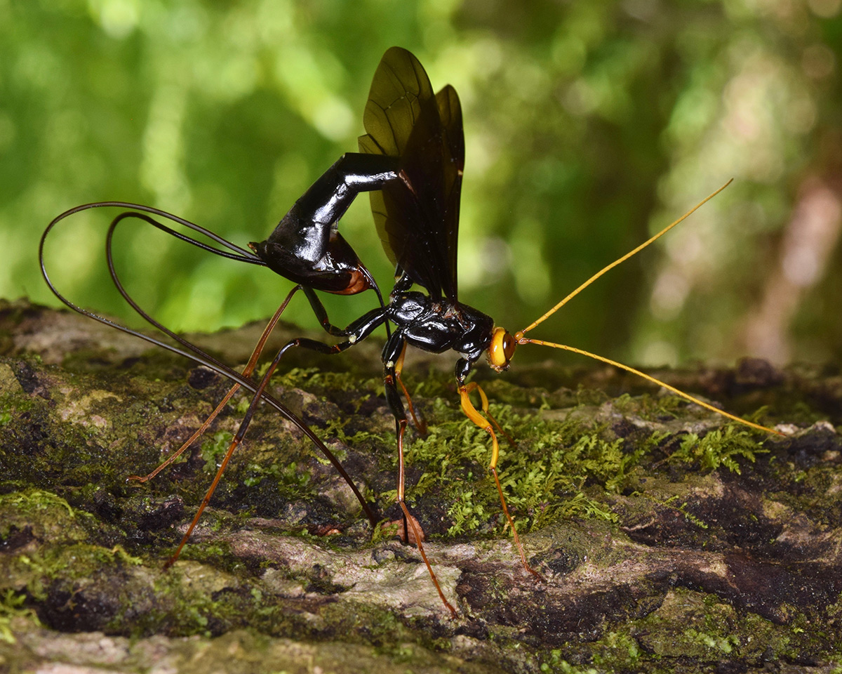 Orange and black parasitoid wasp on a log