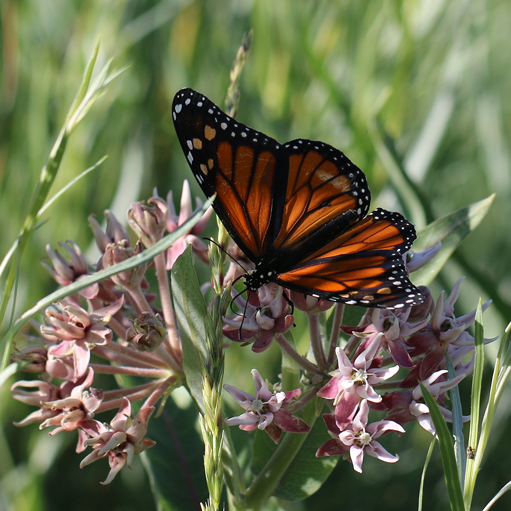A monarch forages on milkweed