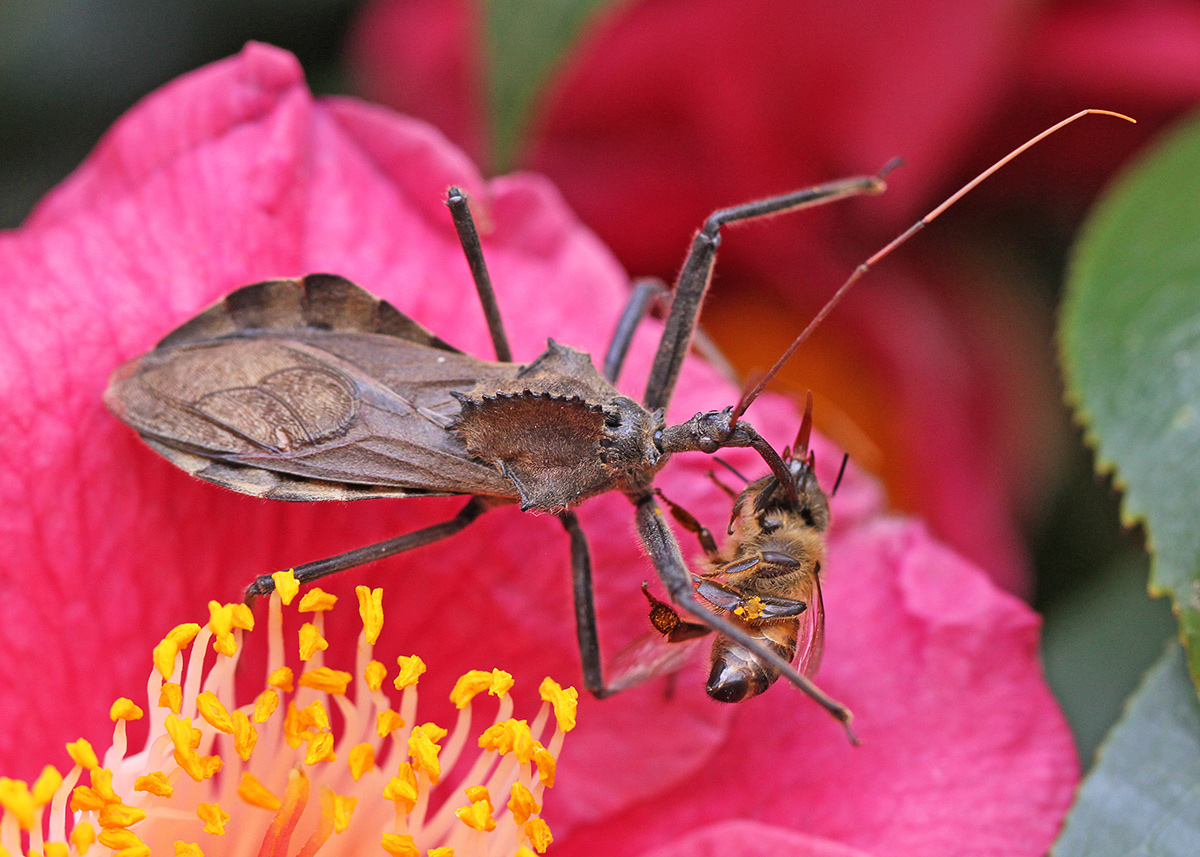 Assassin bug slurping bee prey