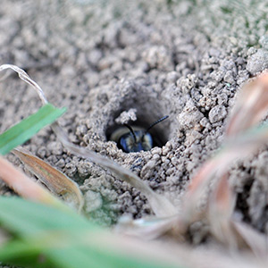 Bare soil on the ground with a small hole dug in it, from which a bee looks out from within its nest