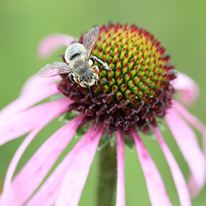 Bee on purple cone flower, which is native to North America