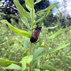 An invasive spotted lanternfly insect that would warrant pest removal action