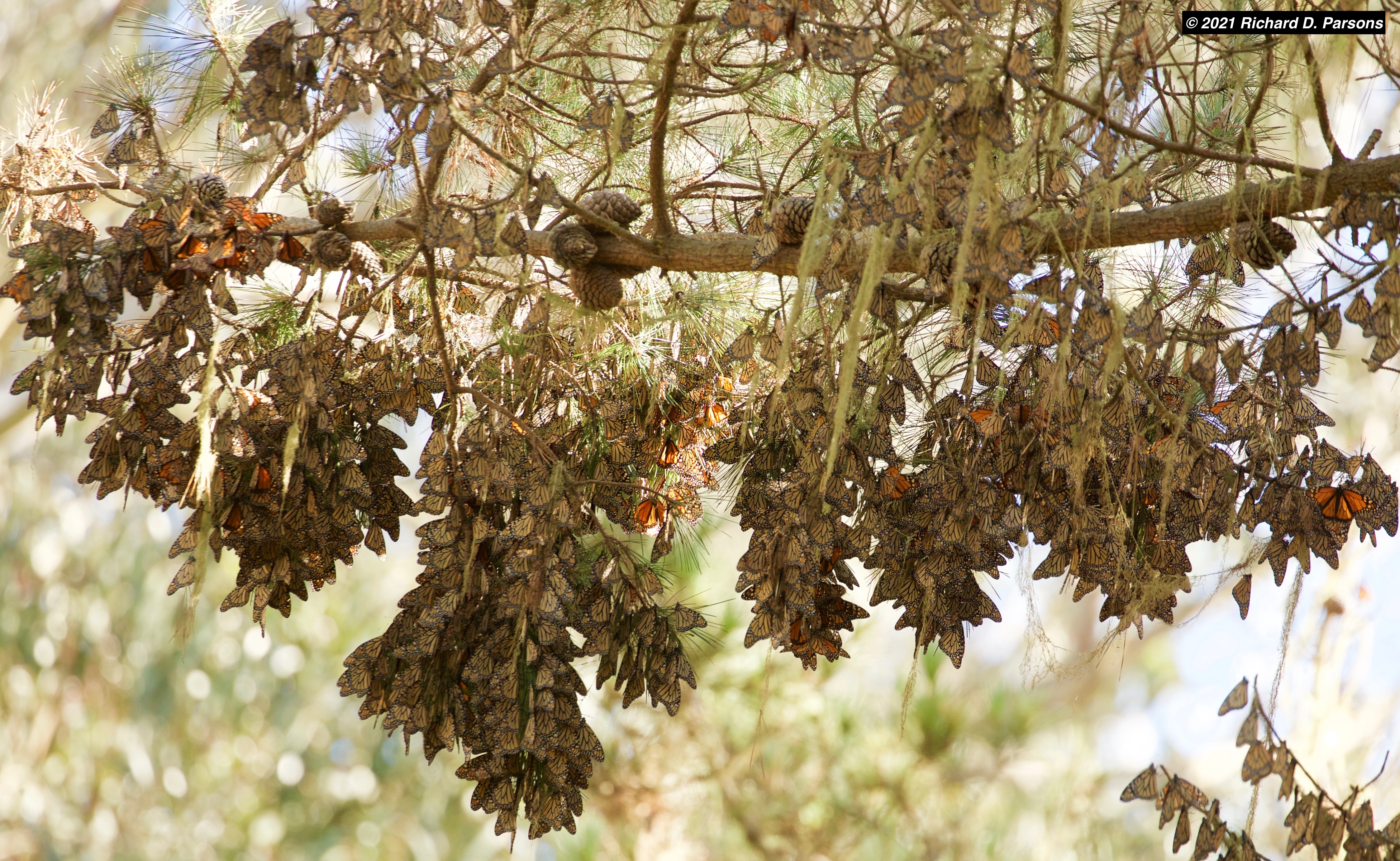 Monarchs at the Pacific Grove Butterfly Sanctuary in Pacific Grove, CA