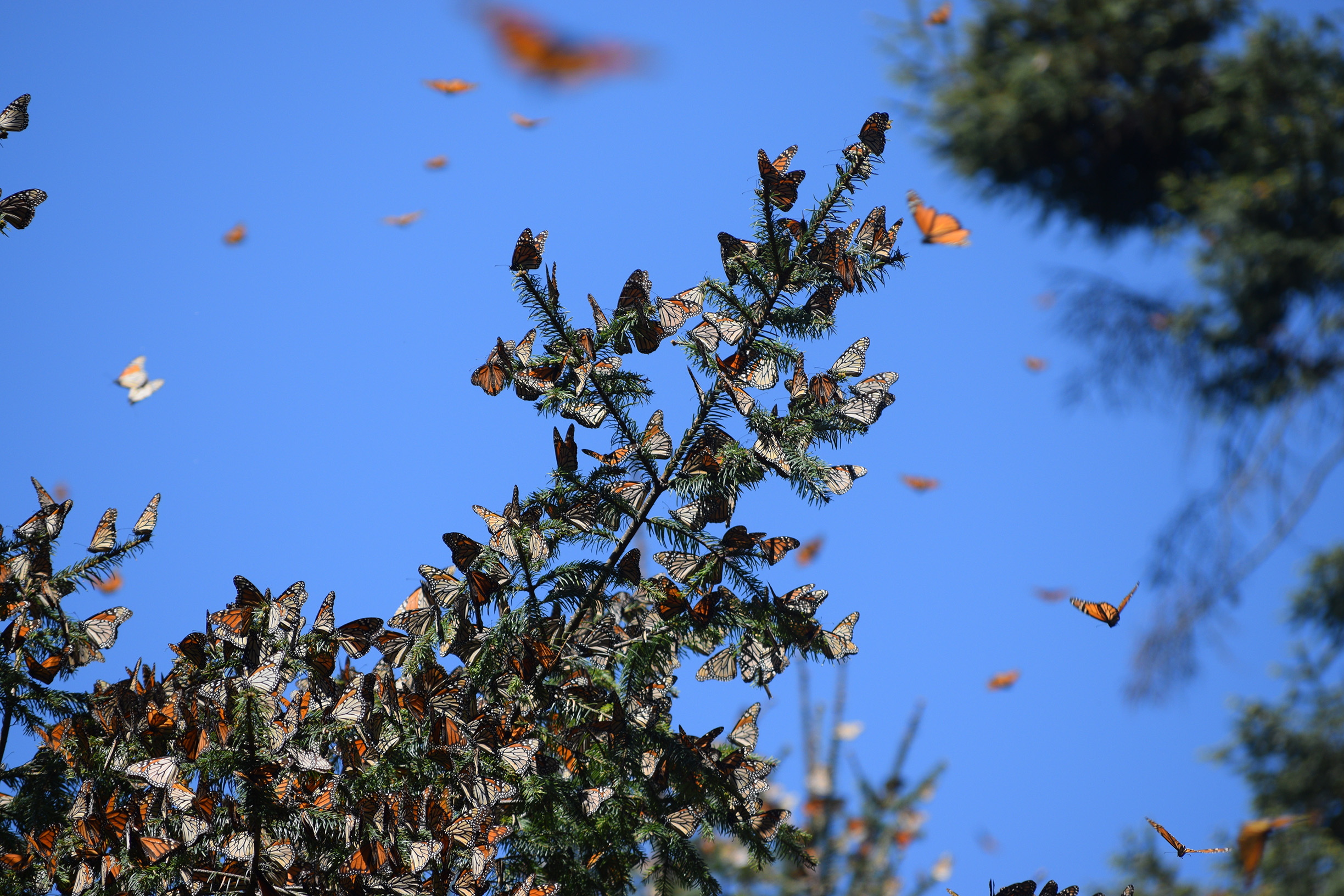 Orange-and-black monarch butterflies cling to the green branches of tress and fly in the blue sky