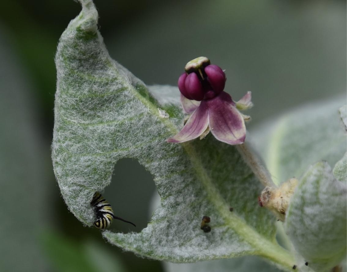 A small yellow, white, and black stiped monarch caterpillar munching on the leaves of California milkweed. The leaves are covered in white down and the flower is a deep pink color.
