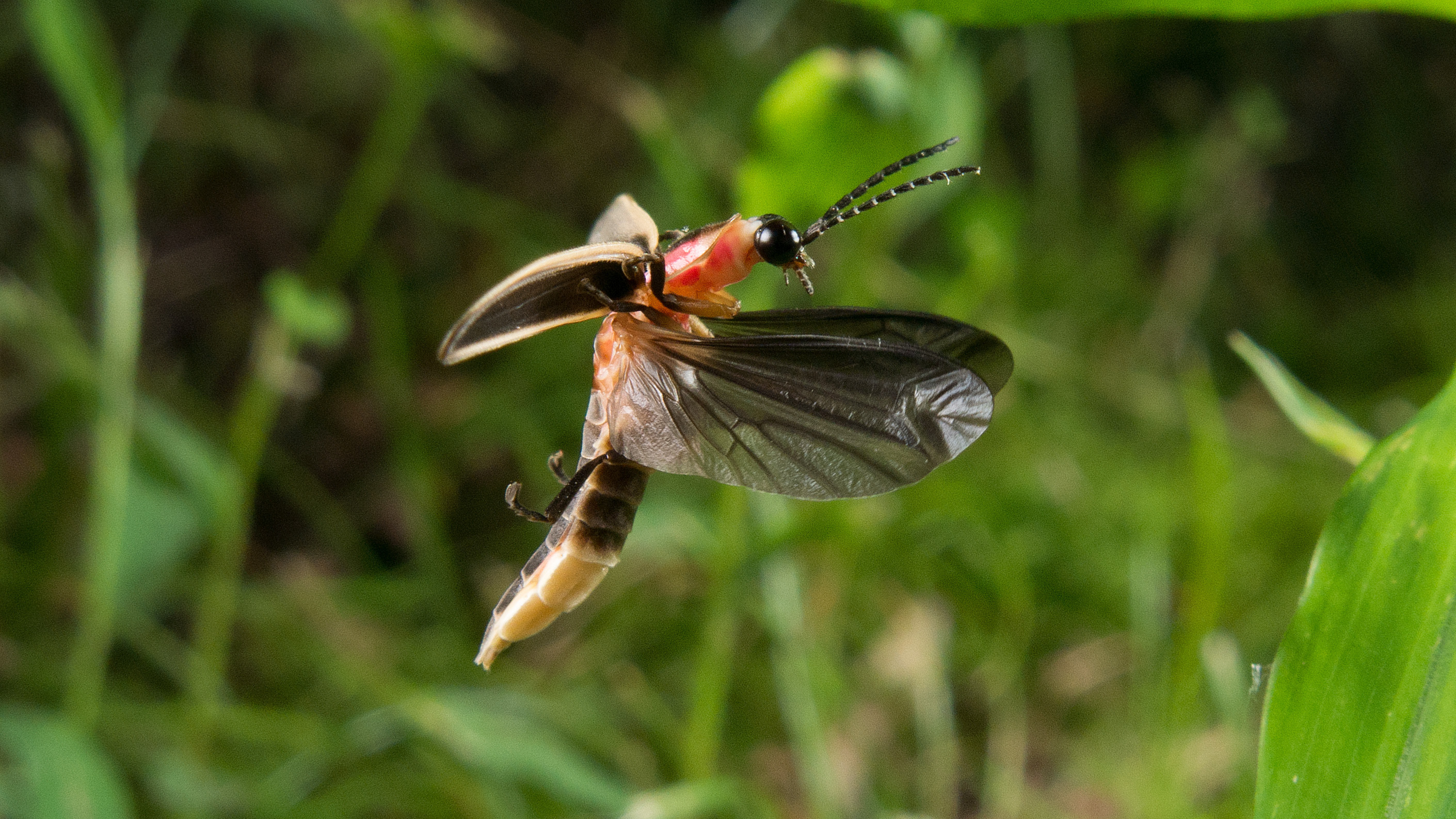 "The big dipper, also known as the common eastern firefly, in flight. This photo shows the large lantern at the tip of this firefly’s abdomen, which lights up this species’ characteristic J-shaped flash"