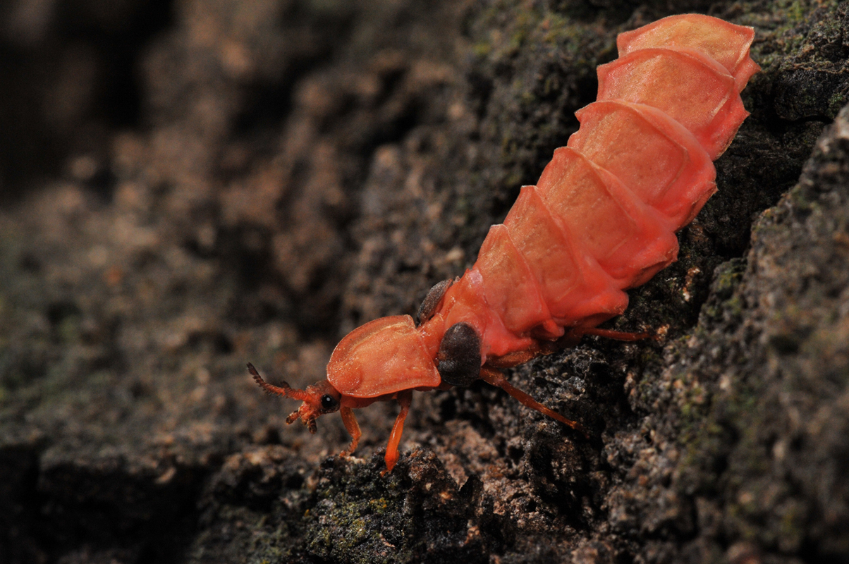 "The flightless adult female of the western glow-worm species Pleotomus nigripennis. This photo shows the reduced wing pads"