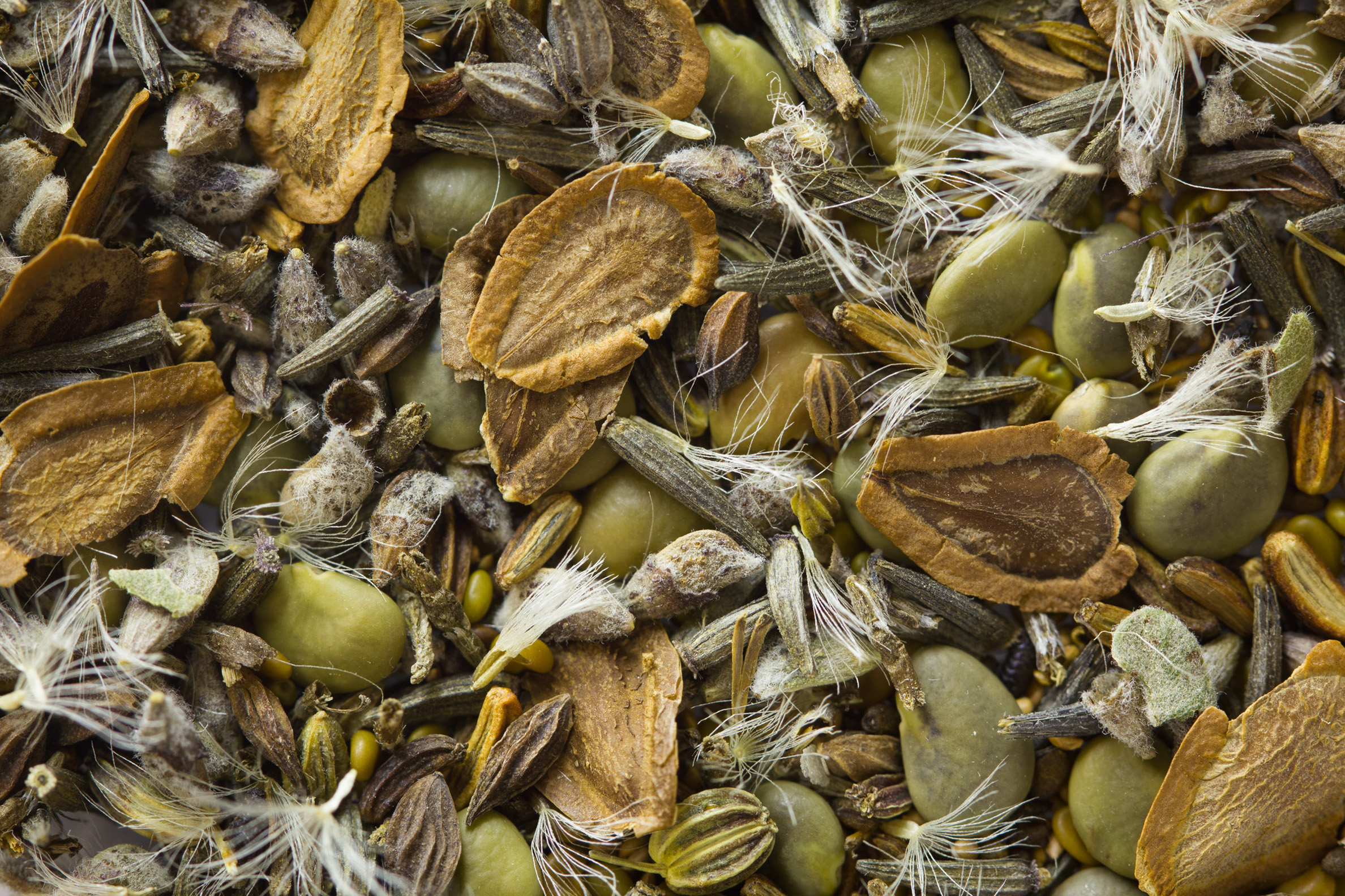 This mix of wildflower seeds are many different shapes and shades of brown and gray, and some have tuts of pale hair
