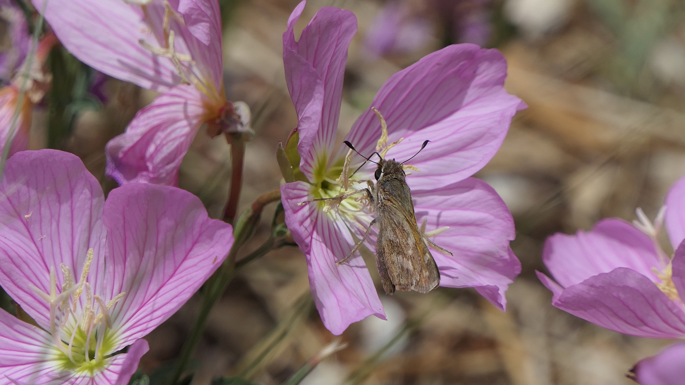A cluster of pink flowers, each with five petals, offers a place for a small brown, delicately marked butterfly to drink nectar