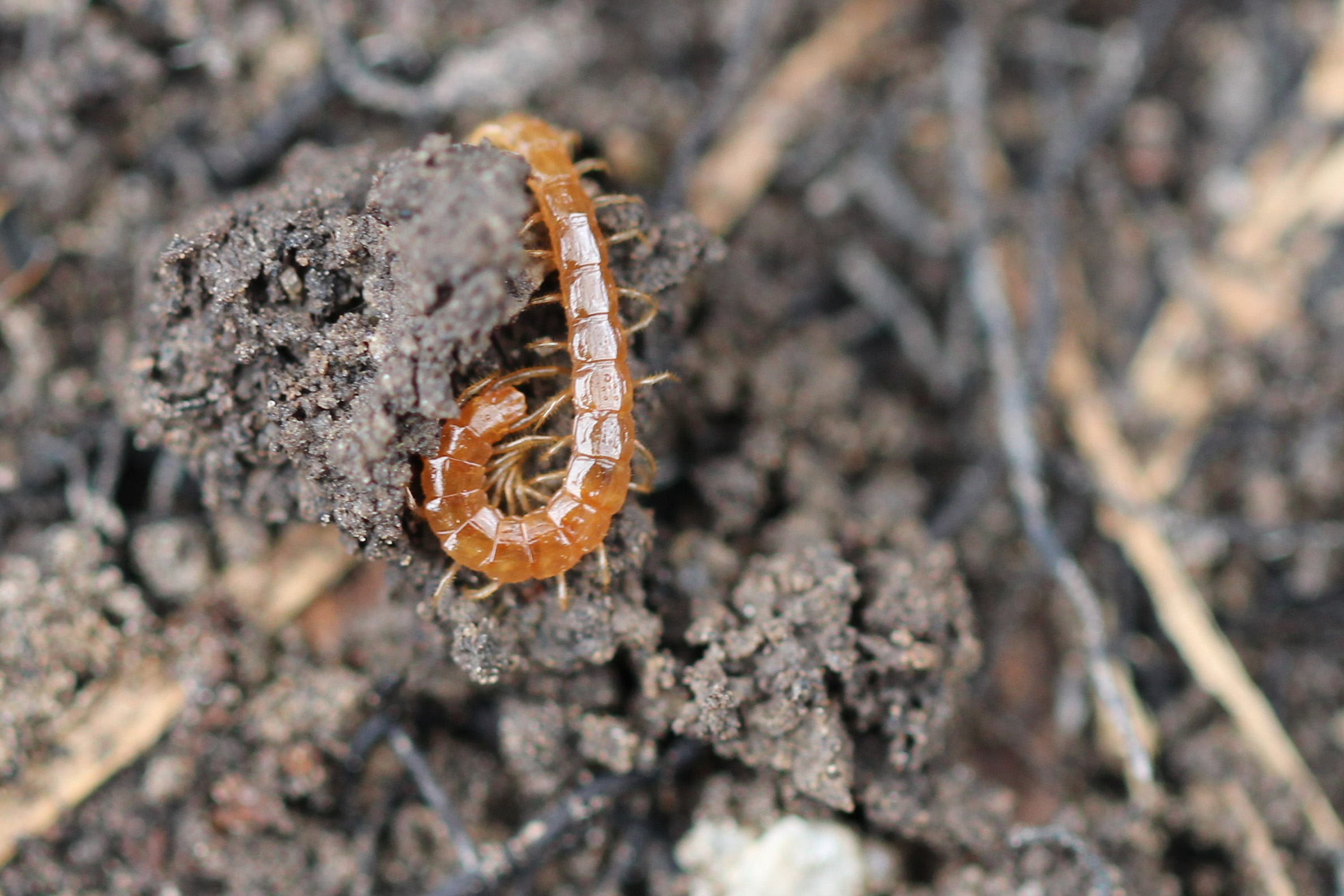 The long coiled body of a brown centipede shines against the dark soil