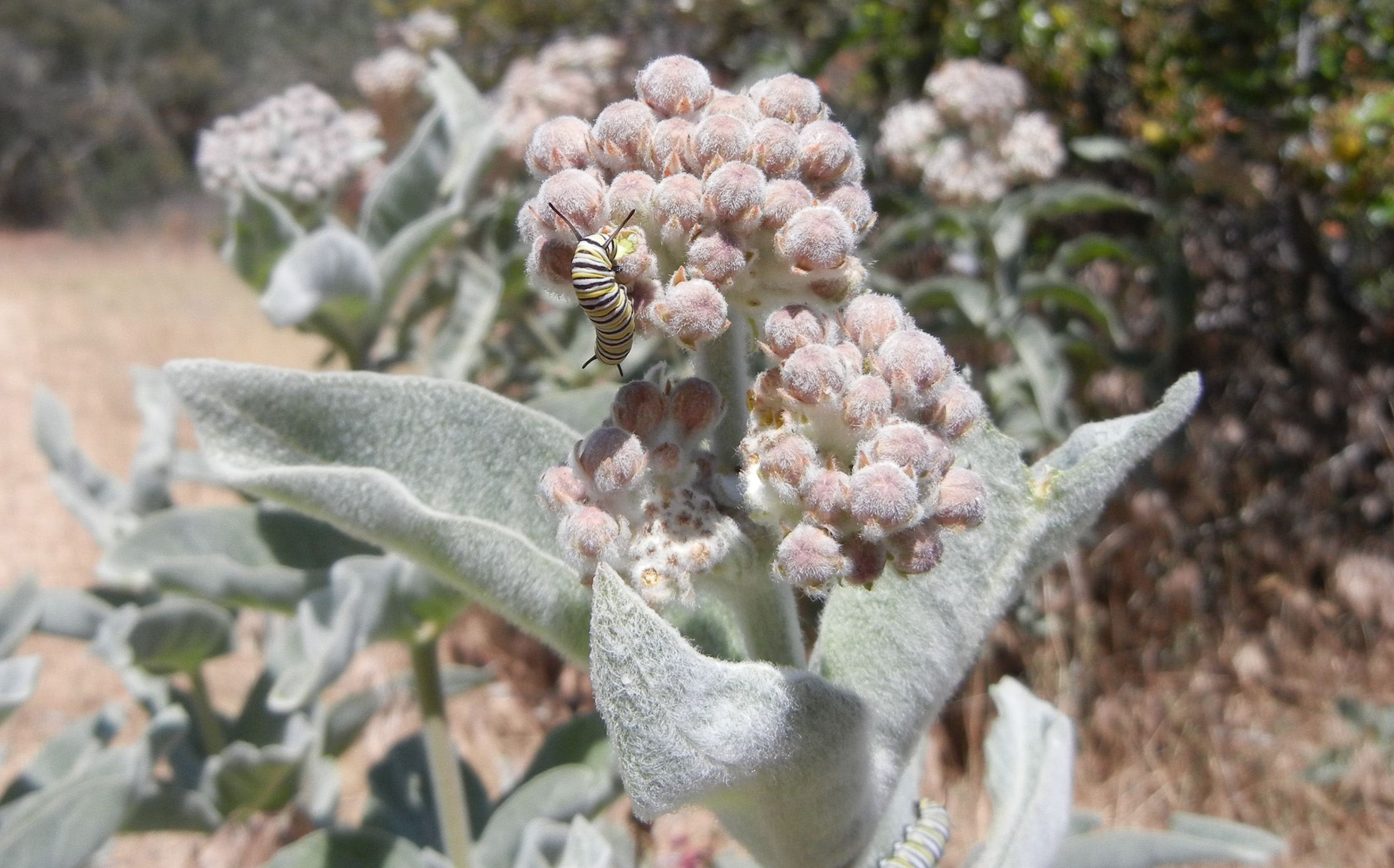A small caterpillar with yellow, black, and white stripes crawls across the tightly closed buds of a milkweed flower. The milkweed plant is covered in dense, white downy hairs.
