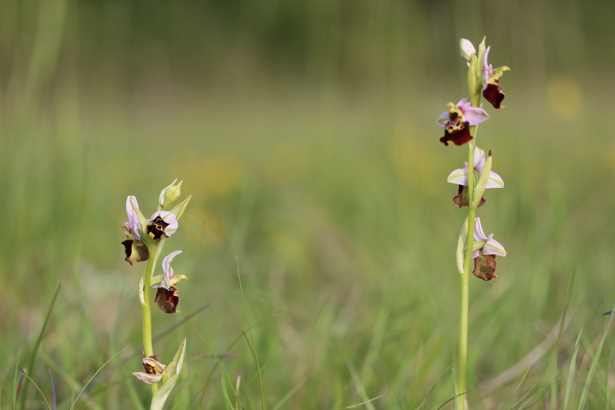 Two tall flowering stalks of late spider orchid each have several flowers. Each flower has three pink petals arranged around a single lower petal that has an ornate pattern in shades of brown and cream.