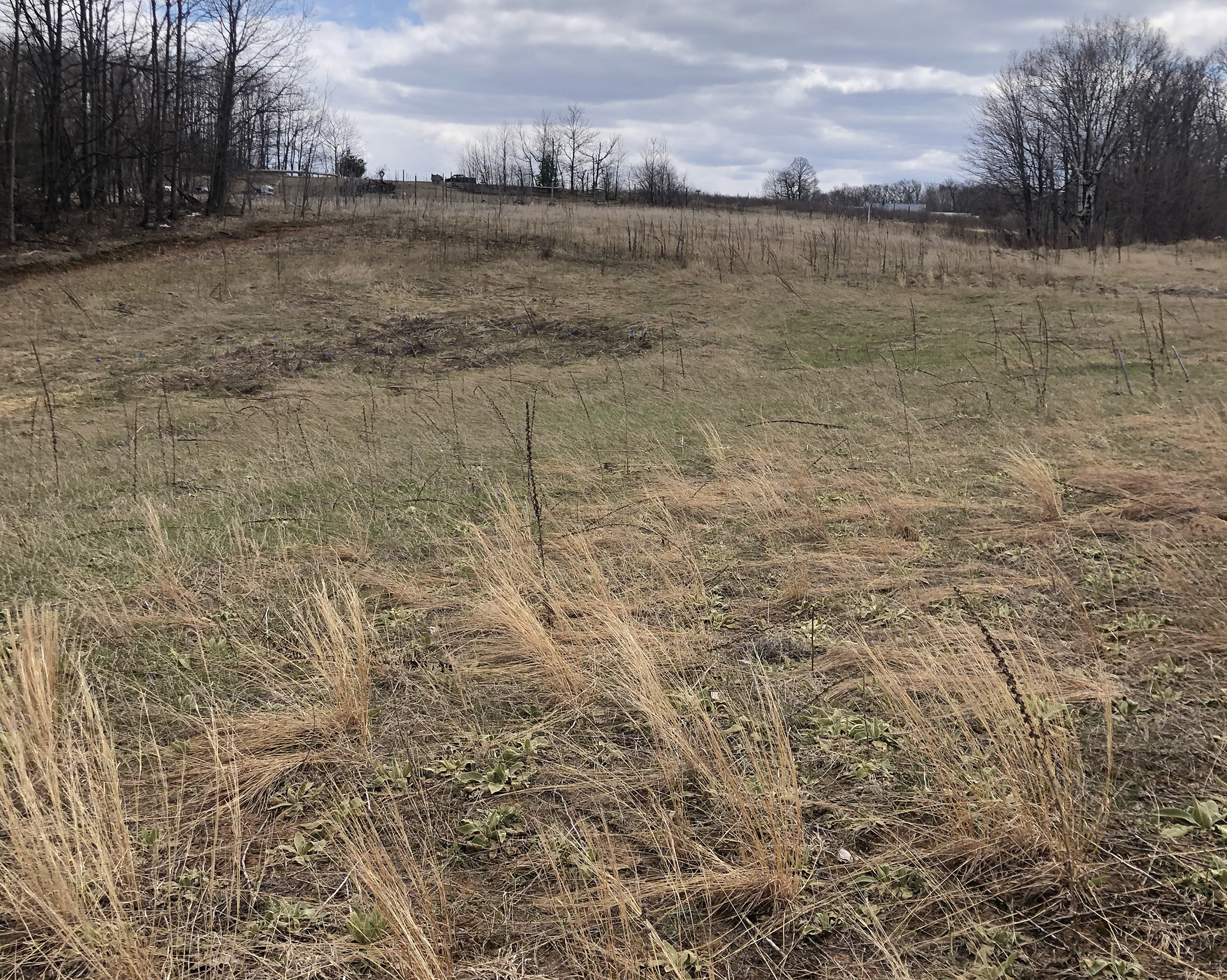 An area of grassland that is being prepared for restoration into pollinator habitat. The photo was taken in the later winter, when the standing grass stems and other plants are brown and apparently lifeless.