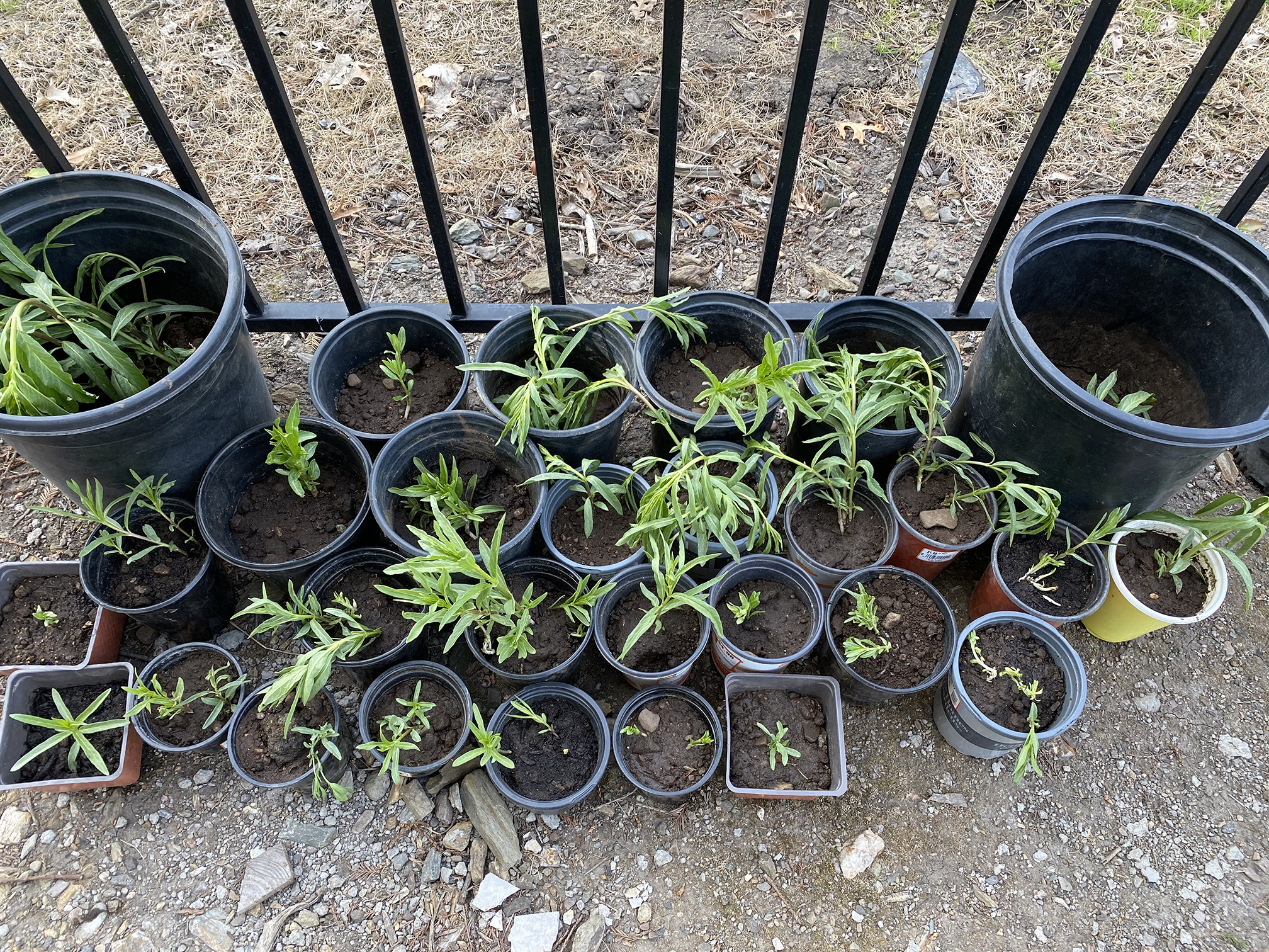 A cluster of flower pots contain homegrown plants. The pots are mostly circular, with a few square ones, and are black, brown, and yellow. The plants in them are small, with green leaves. They are standing beside a black, metal railing fence.