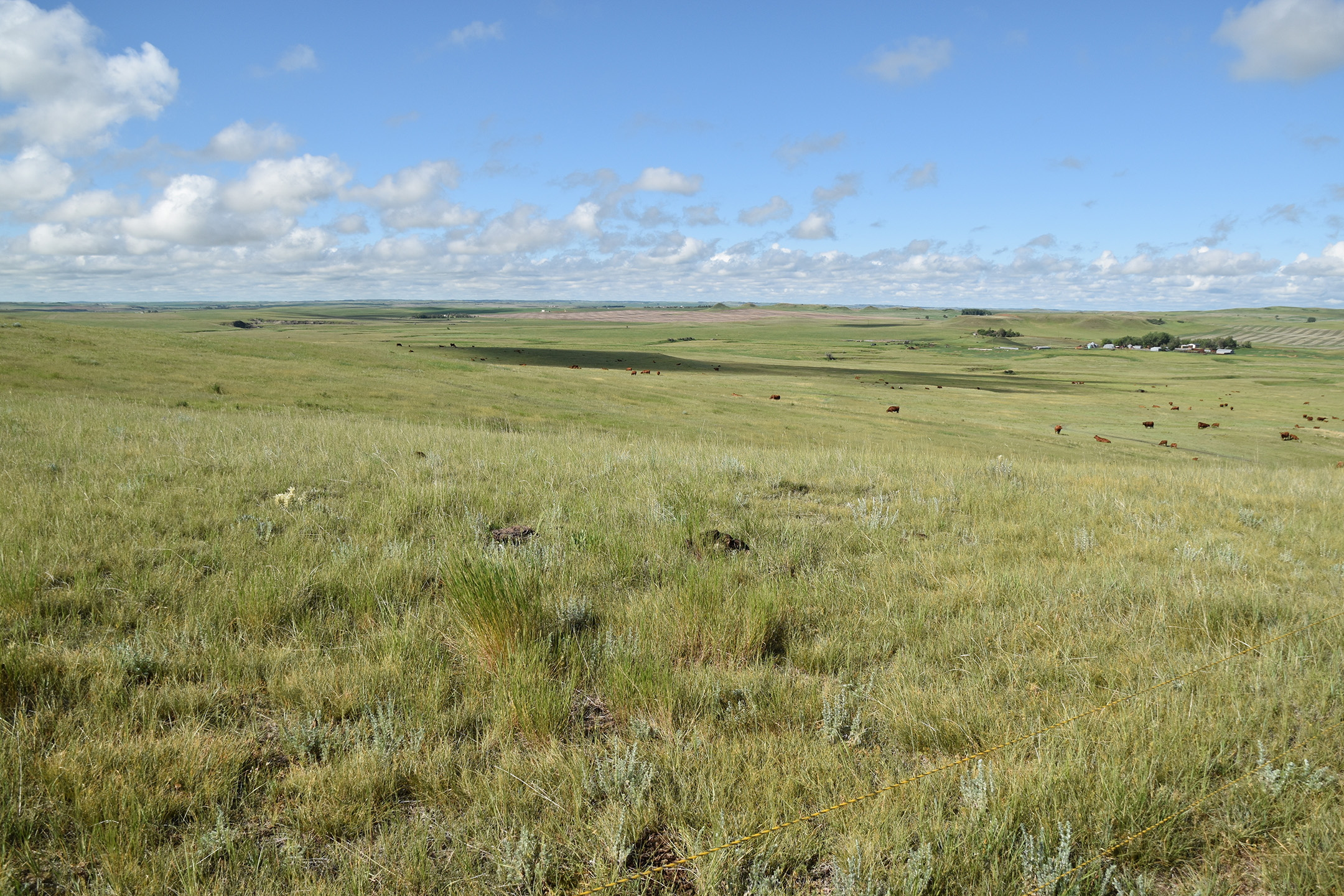 Gently undulating rangeland stretches to the horizon. The silver-grey leaves of plants show between the green grass. In the distance a cluster of farm buildings sit in the shelter of trees. Brown and black cattle graze.