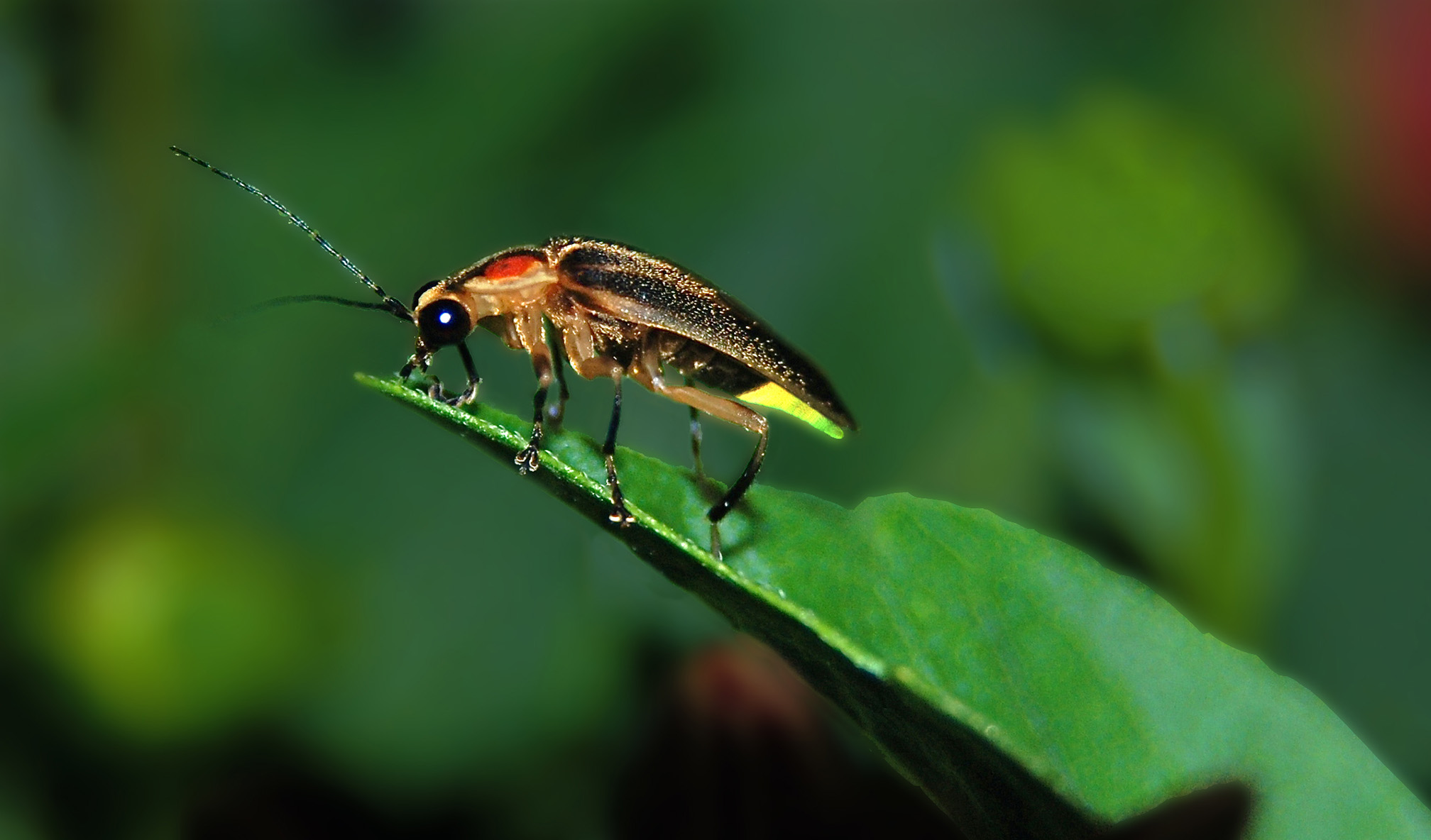 A close up of a firefly. The firefly is mostly black, with some red patches behind its head and pale brown edges to its shell. It is standing on a narrow green leaf as it flashes its green light.