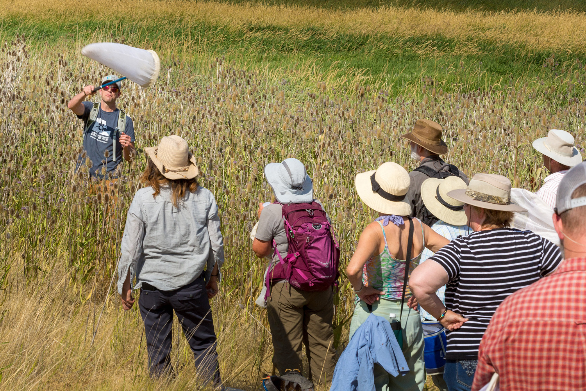 A group of people wearing wide-brimmed hats stand with their backs to the camera, watching a man standing waist-deep in grass and flowers swings a white butterfly net.