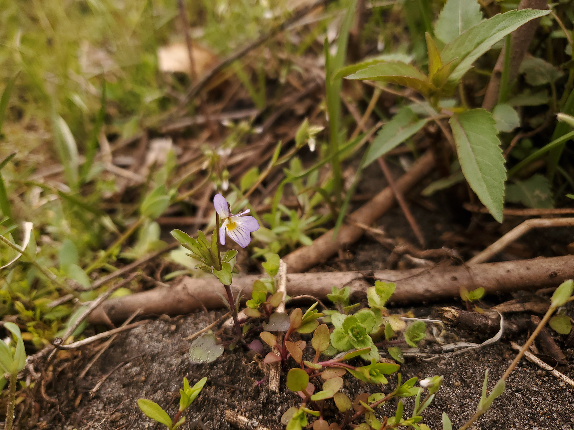 In the middle of the photo is the purple flower of a tiny wild pansy. The pansy is growing the decaying stems of bushes that were cut down.