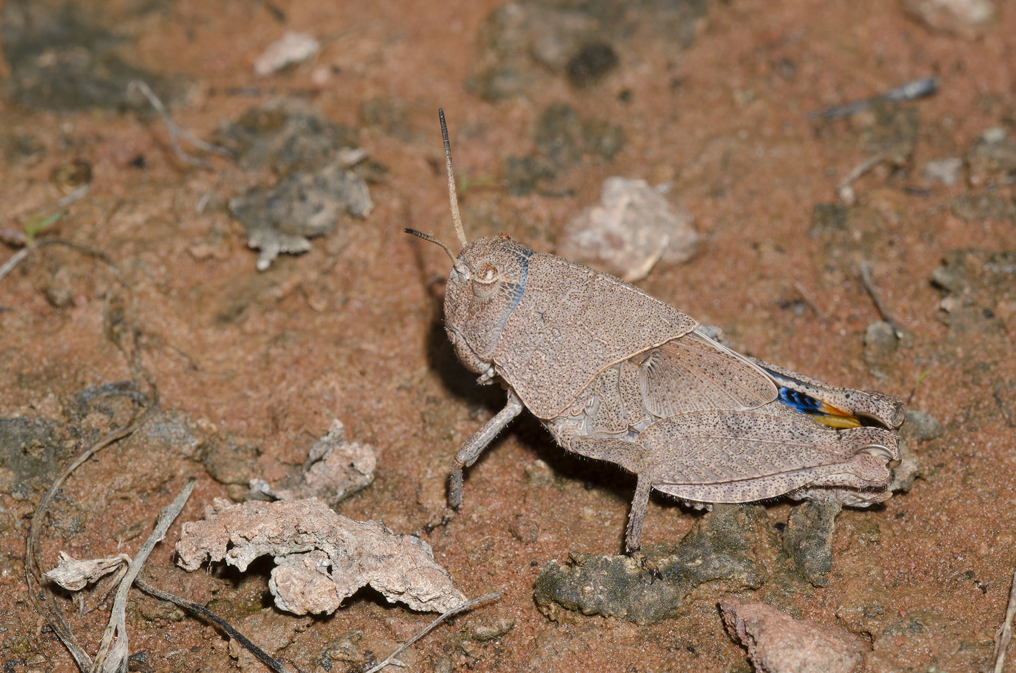 A close up photo of a young grasshopper on red soil. The grasshopper is sitting facing to the left with its large hind legs folded against its body. It is pale brown with dark speckles, except for the inside of it's hind lags which are bright blue and yellow. 