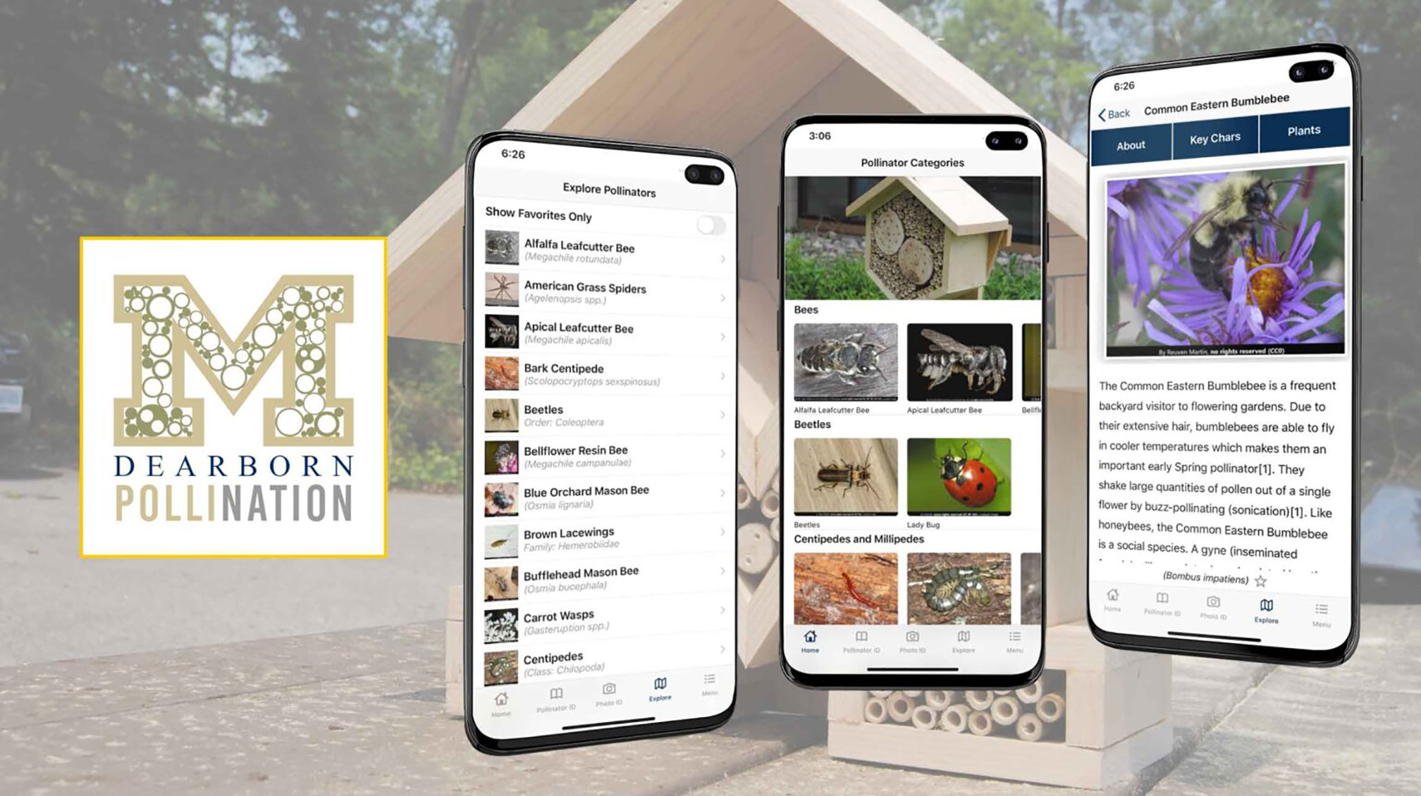 This image shows three smartphone screens displaying pages from an insect identification app. One screen is a list with small thumbnail images. The second shows a gallery of photos that includes bees and red lady beetles. The third screen has a photo of a yellow-and-black bumble bee on a purple flower with text below.