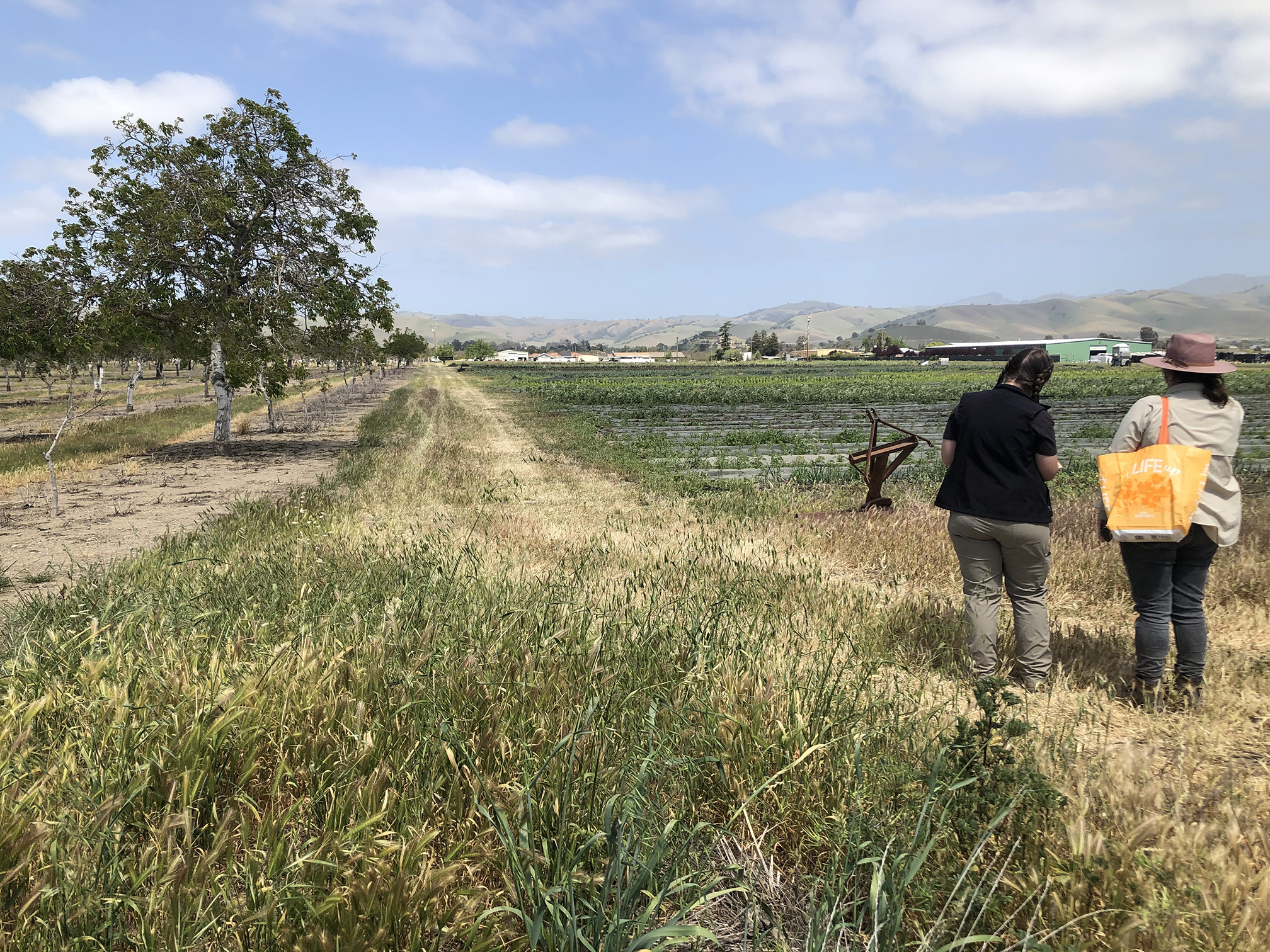 Two women stand beside a farm field. One has a black shirt and pale brown pant. The other black pants and a pale brown shirt and is wearing a broad-brimmed hat and carries an orange bag. A strip of brown grass stretches down the edge of the field. Beside the field is an orchard of trees with white trunks and green leaves. In the distance is a green barn and houses with red roofs, and beyond them hills rising toward the blue sky.