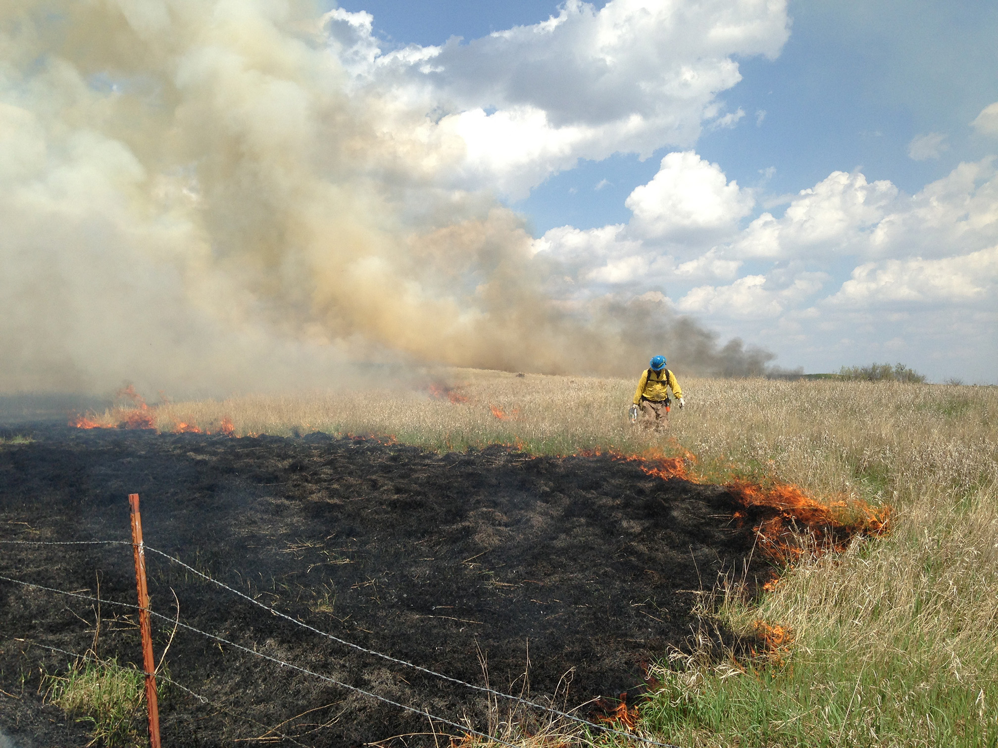 An area of grassland has been set on fire on purpose. Brown smoke rises into the blue sky from the orange flames that mark the division between the burned and unburned grassland. The burned area to the left is black, the unburned are to the right is green with tall brown stems. A fire manager wearing yellow cloths and a blue helmet is walking along the line of fire.