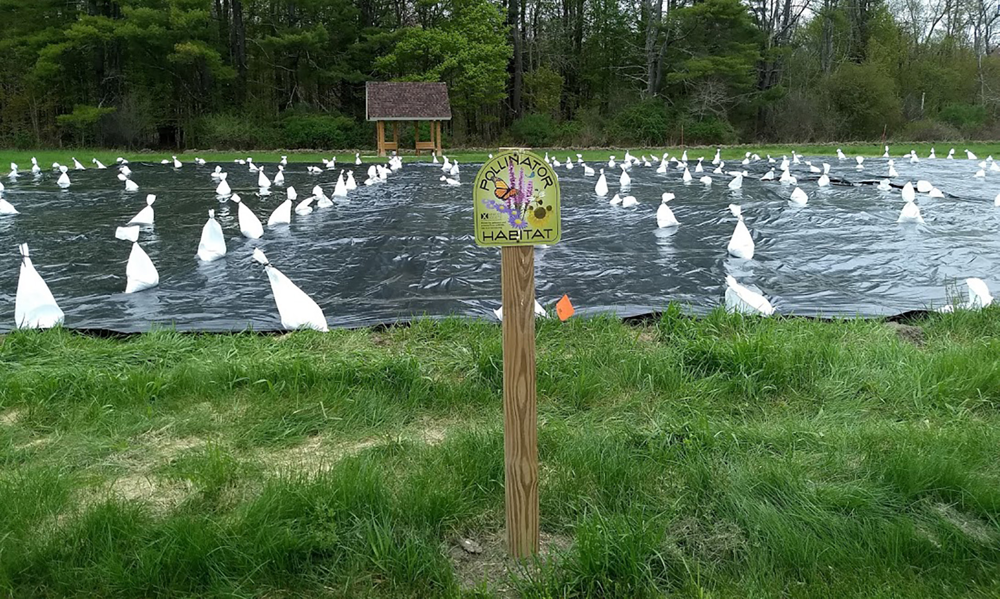 An old pasture being prepared for conversion into a wildflower meadow. The site has been covered in black plastic sheeting, held down by white sacks of soil. In the foreground is a sign that says “pollinator habitat” mounted on a brown wooden post. Behind is a line of green trees and shrubs along the field edge.