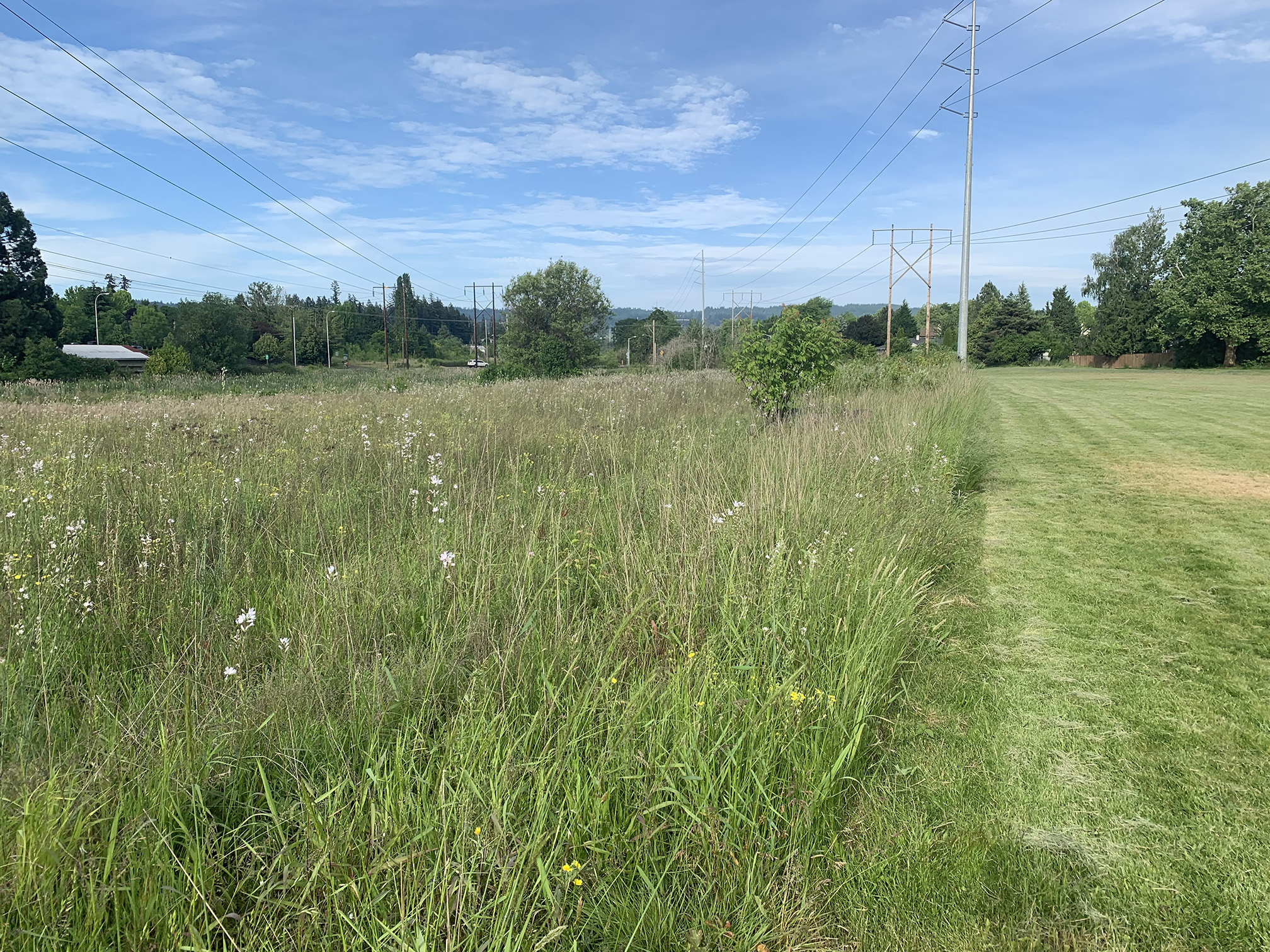 A pollinator meadow in a park. The meadow fills most of the image. It has long grass dotted with yellow and pale-pink wildflowers, some of which stand taller than the grass. The right hand side is short mown grass, more typical of a park. Behind are green trees and buildings. The sky is blue with a few white clouds.