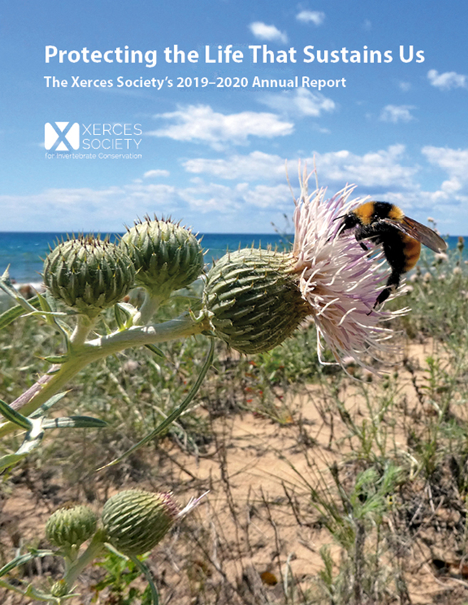 Yellow and black bumble bee on a pale pink native thistle