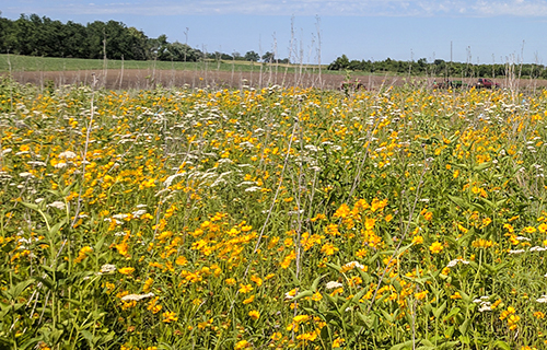 Maintenance and Management