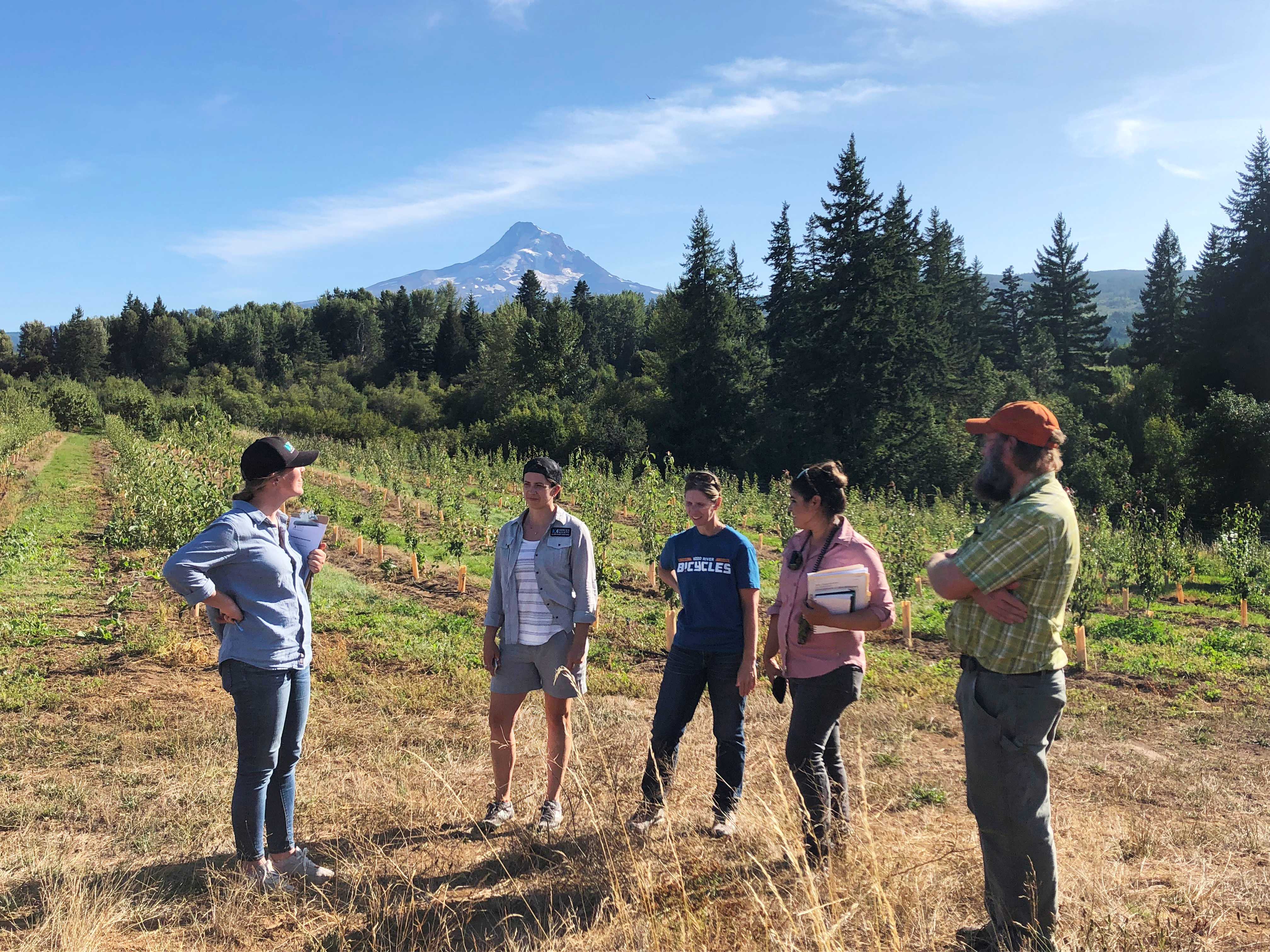 On a sunny day with blue sky, five people stand talking together in the foreground of a beautiful landscape. Behind them is a pear orchard, and beyond is the snow-covered, triangular form of Mt. Hood.
