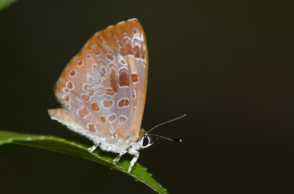 Harvester butterfly perched on a slim, green leaf with a dark background.