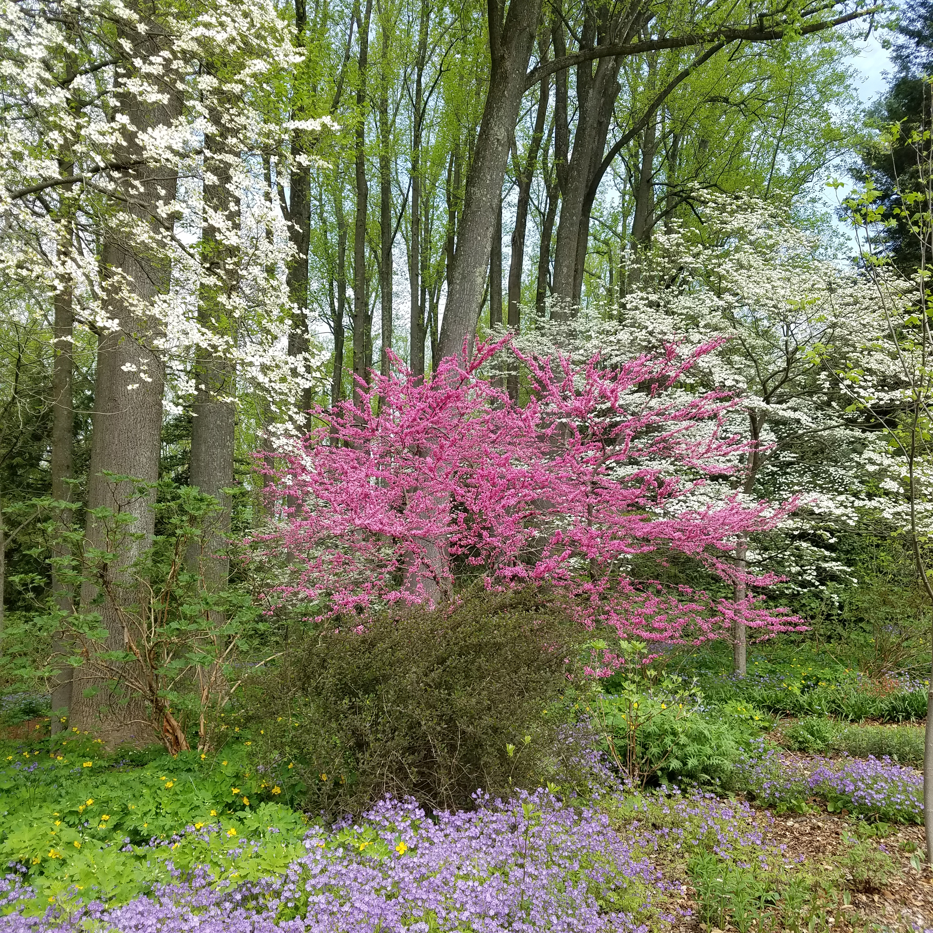 A redbud blooms alongside dogwood trees.