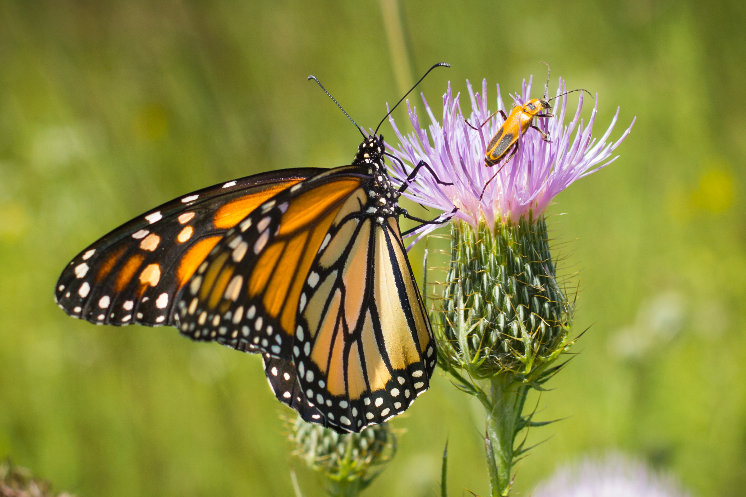 A bright orange and black monarch and a goldenrod-colored goldenrod soldier beetle share a purple thistle.