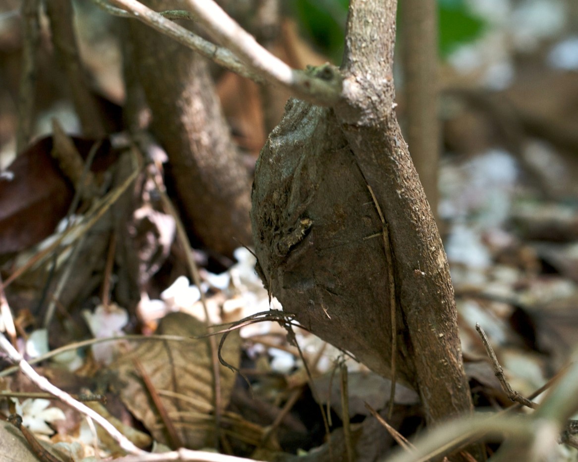 Brown cecropia moth chrysalis on an upright stick, blending in like a lumpy growth on the stick