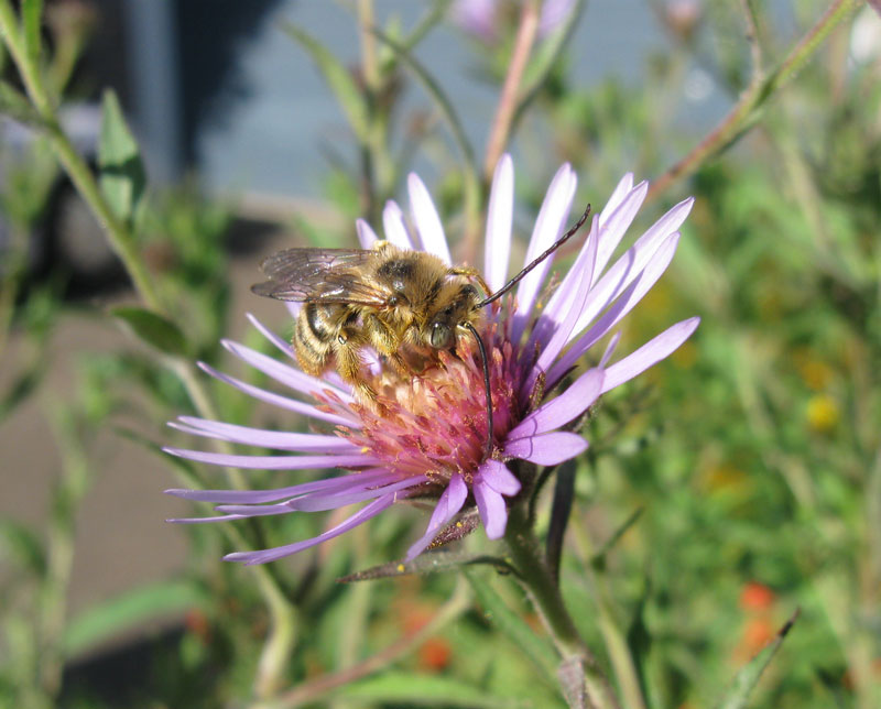 Long-horned bee (Melissodes)