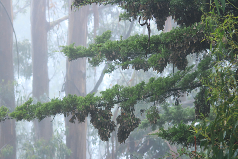 overwintering monarchs monterey ca