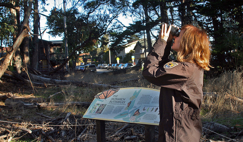samantha marcum scouting for monarch butterflies