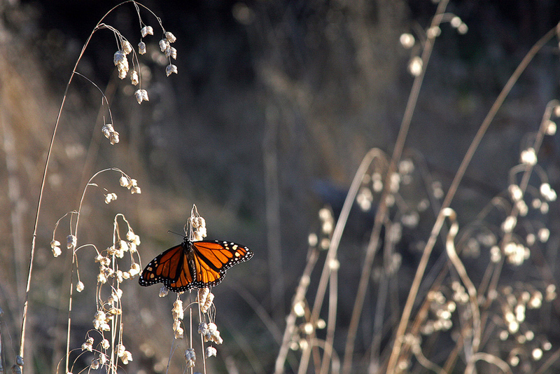 lighthouse field monarch