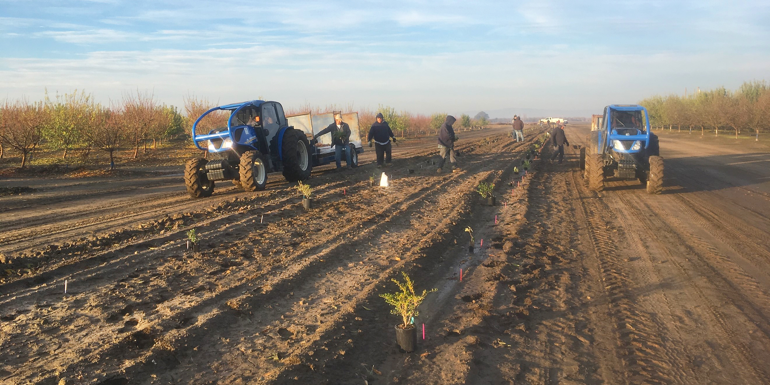 An arid agricultural land is being planted with a variety of flowering species.